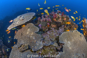 World Heritage Site
Abundant sea life of Sven mile Reef,... by Peet J Van Eeden 